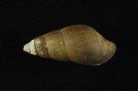 藏品(川蜷)的圖片